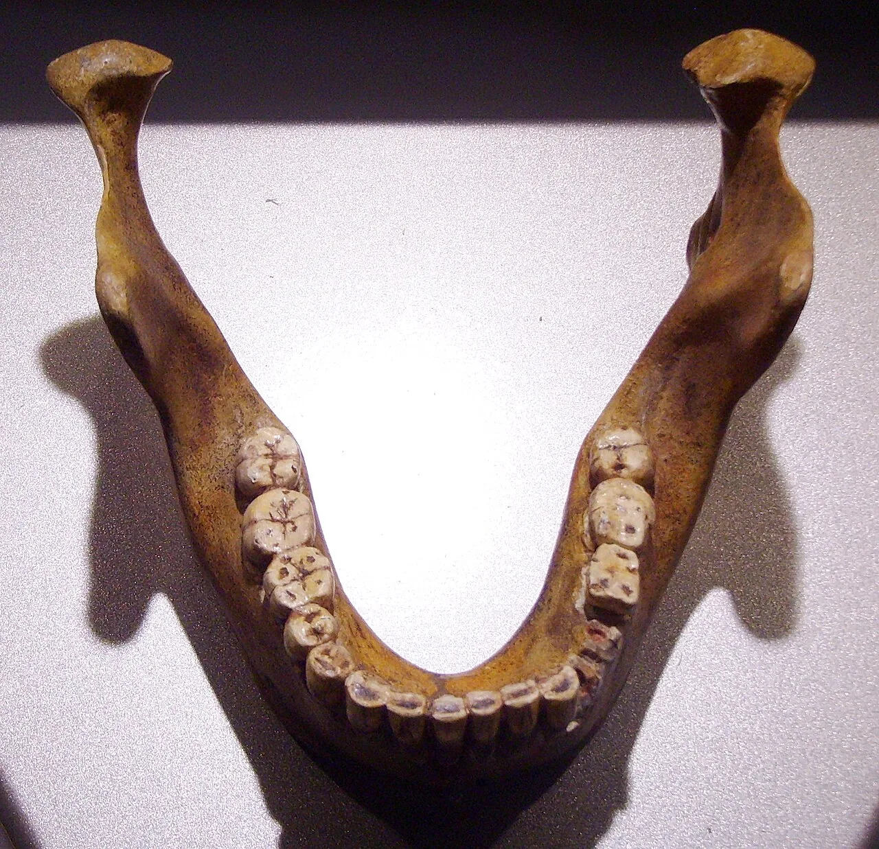 Homo heidelbergensis at Mauer historical image 1
